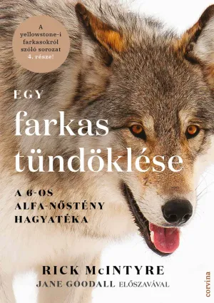 Egy farkas tündöklése – A 6-os alfa-nőstény hagyatéka – Rick McIntyre könyv borítója